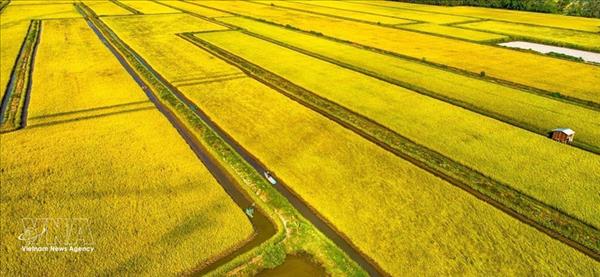 Vietnam promueve producción y exportación sostenible de arroz