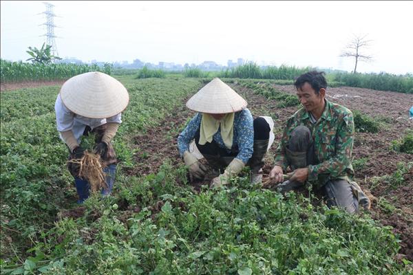 Hưng Yên: Hiệu quả từ trồng cây ngưu tất
