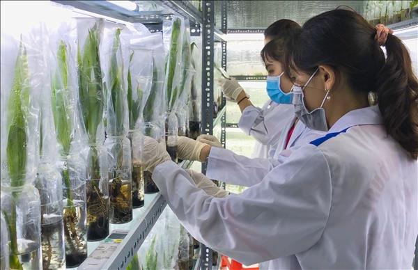 សេចក្តីសម្រេចលេខ 57-NQ/TW និងកសិកម្មបៃតងនៃការផ្លាស់ប្តូរយ៉ាងច្បាស់លាស់ពីសសរស្តម្ភទាំងឡាយ