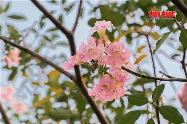 Xuất hiện tọa độ check-in hoa kèn hồng mới thu hút giới trẻ TP Hồ Chí Minh