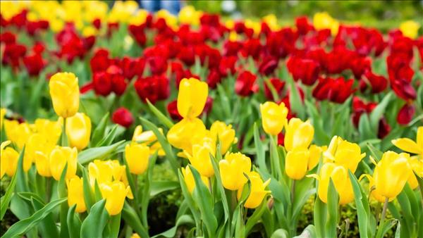 Lễ hội hoa tulip góp phần làm mới trải nghiệm du lịch tại núi Bà Đen