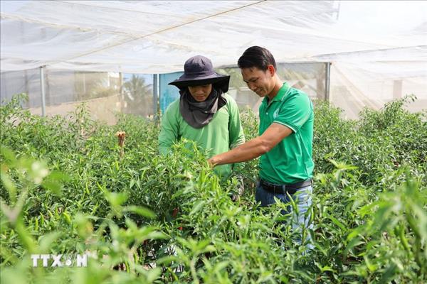 Rau gia vị Việt chinh phục thị trường châu Âu