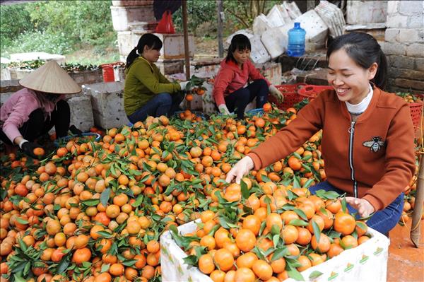 Efforts made to reinforce foundations of Vietnams fruit, vegetable value chains