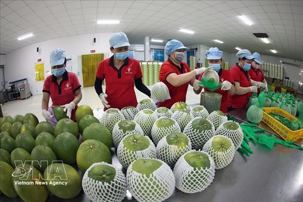 Vietnam refuerza base de cadena de valor hortofrutícola para conquistar mercados