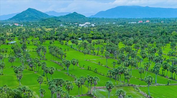 របរផលិតស្ករត្នោតដ៏ផ្អែមត្រជាក់របស់បងប្អូនជនជាតិ ខ្មែរ តំបន់ បៃនូយ