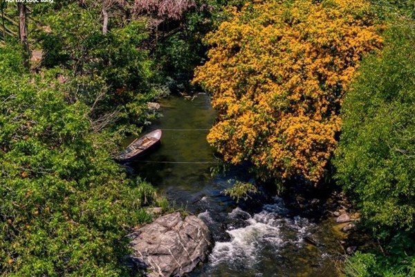 ດອກເຂັມປ່າ ບານສະພັ່ງ - ທິດາ ຂອງເຂດພູຜາປ່າໄມ້ ຢາລາຍ ໄດ້ປຸກລຸກ