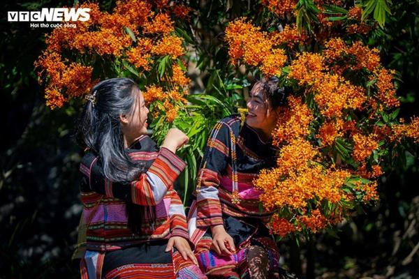 ផ្កាម្ជុលព្រៃរីកស្គុះស្គាយ - ធីតា នៃតំបន់ព្រៃភ្នំខេត្ត Gia Lai ភ្ញាក់ឡើង