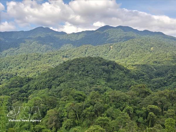 25 millions de Vietnamiens bénéficient des forêts grâce à lessor du développement durable