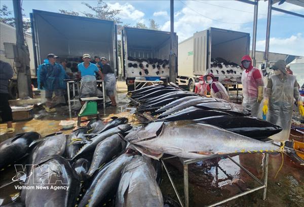 2026年前两个月：越南金枪鱼出口灵活调整以保持增长势头