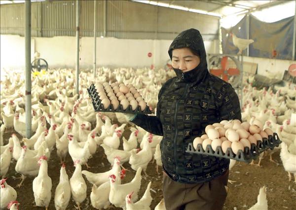 Tạo sinh kế bền vững, nâng cao thu nhập cho đồng bào dân tộc thiểu số ​