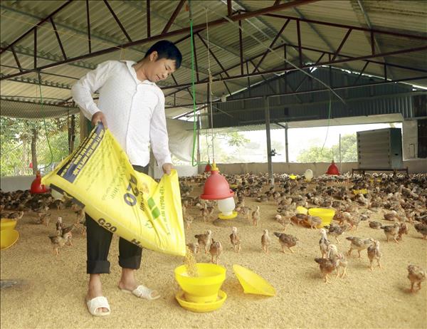 Phú Thọ: Tạo sinh kế bền vững, nâng cao thu nhập cho đồng bào dân tộc thiểu số