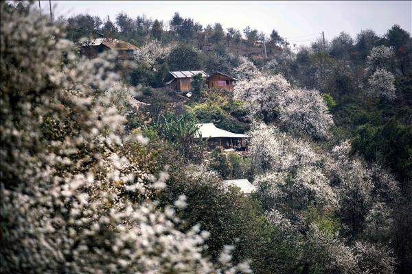 Sôi nổi Ngày hội hoa sơn tra xã Ngọc Chiến, Sơn La
