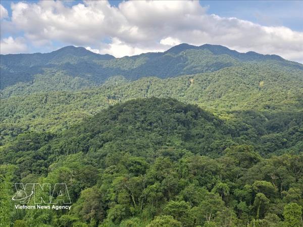 25 миллионов вьетнамцев пользуются благами лесов по мере продвижения зелёного развития
