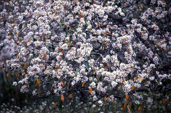 山罗省玉战乡山楂花盛开 吸引大量游客前来赏花打卡