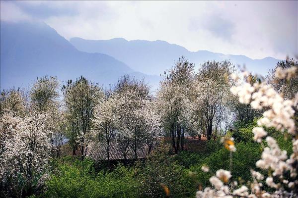 Hoa sơn tra ở Ngọc Chiến vào mùa nở rộ thu hút du khách tới trải nghiệm