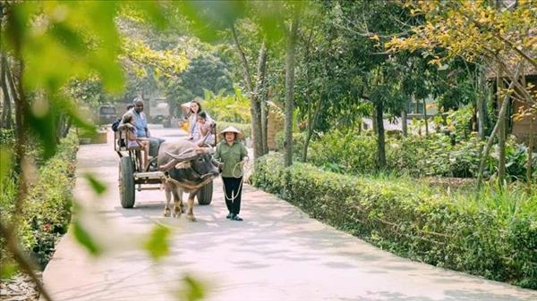 À Ninh Binh, le voyage en charrette à buffles reprend du poil de la bête