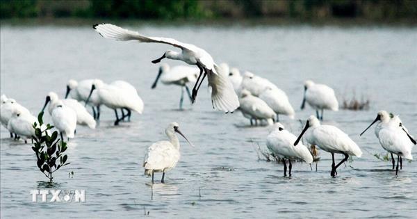Le parc national de Xuân Thuy reconnu comme parc du patrimoine de lASEAN