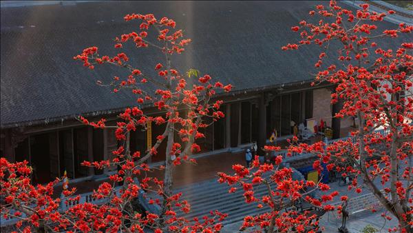 Rực rỡ sắc đỏ hoa gạo trên vùng đất Cố đô Ninh Bình