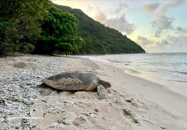 Plusieurs espèces marines rares séchouent sur le littoral de la province de Lam Dong
