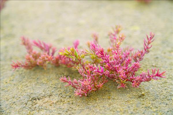 Vẻ đẹp của rau nhót phủ tím trên đồng muối rộng 20 ha thu hút du khách