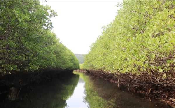 Quảng Ngãi: Rừng ngập mặn Bàu Cá Cái - lá phổi xanh hoang sơ hấp dẫn