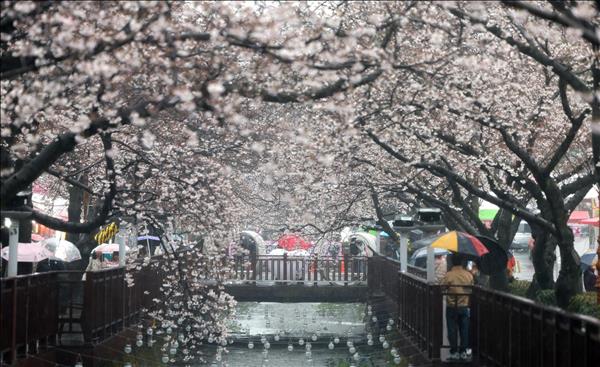 한국, 2026년 벚꽃 시즌에 접어들어...