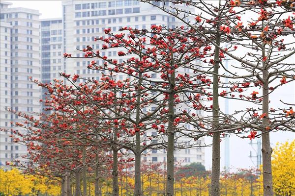 Hà Nội tháng Ba: Nhịp sống chậm giữa những sắc hoa giao mùa