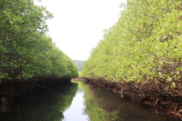 Bau Ca Cai mangrove forest - Quang Ngais wild, attractive green lung