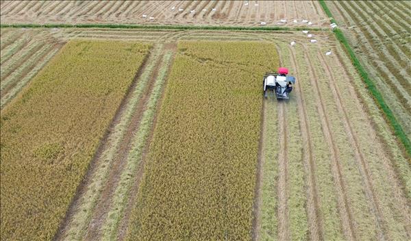 Nông dân Tây Ninh vào mùa thu hoạch vụ lúa Đông Xuân 2025-2026