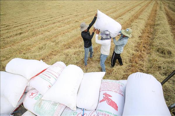 쌀 수출 둔화…물류 압박에 가격 하락