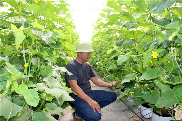 Phát huy hiệu quả các chính sách phát triển vùng đồng bào dân tộc thiểu số, giảm nghèo bền vững