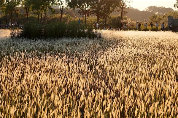 Check-in cánh đồng cỏ lau săn Mặt Trời trứng muối ở TP HCM