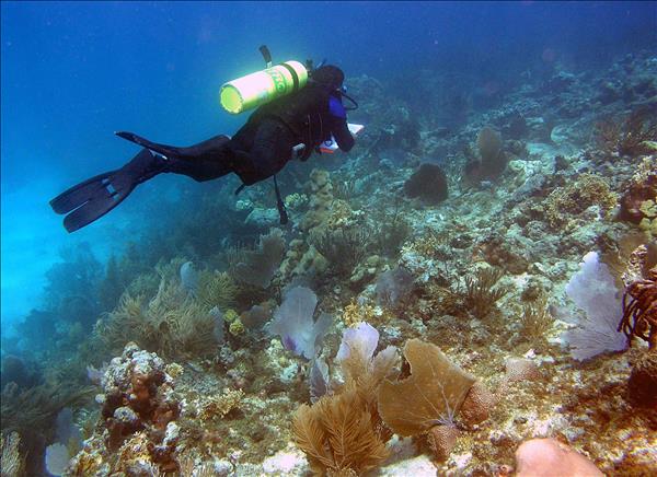 Từ "tử địa" thành "thiên đường": Cù Lao Chàm bảo tồn san hô theo tinh thần Nghị quyết số 57-NQ/TW