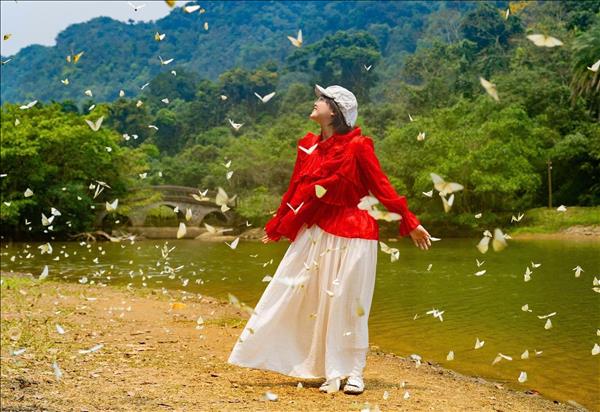 Cúc Phương rộn ràng khi mùa bướm đến sớm