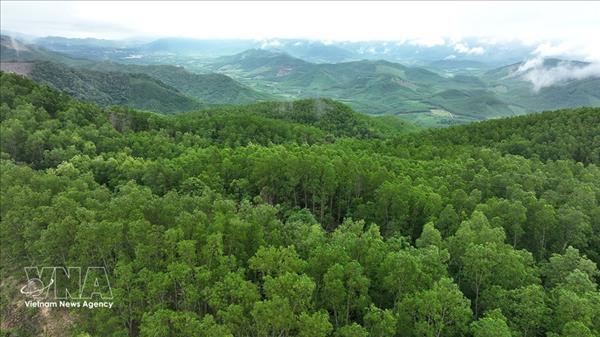 2025年全国森林覆盖率达42.03%