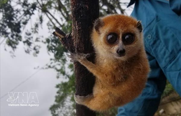 Four rare species found in Than Sa – Phuong Hoang Nature Reserve