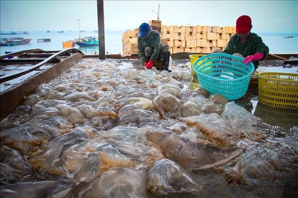 Quyết liệt xử lý tồn tại trong chống khai thác IUU