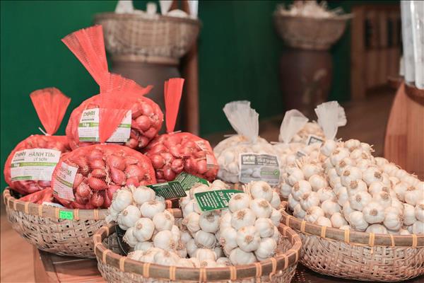 Quảng Ngãi: Ứng dụng công nghệ cao nâng tầm giá trị tỏi Lý Sơn