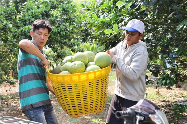 Bưởi da xanh Sông Xoài hướng đến mục tiêu xuất khẩu 5.000 tấn