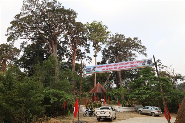 Khám phá rừng Pơ mu - Di sản sống nơi phía Tây Đà Nẵng