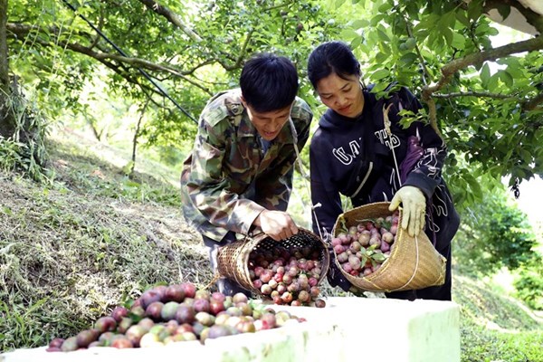Son La enjoys bumper crop of early-ripening plums