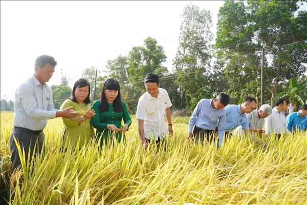 Cánh cửa đưa lúa gạo Việt vào thị trường tín chỉ carbon