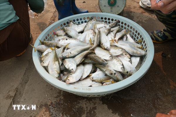 Rộn ràng mùa đánh bắt lộc sông tại Hưng Yên