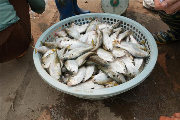 Rộn ràng mùa đánh bắt lộc sông