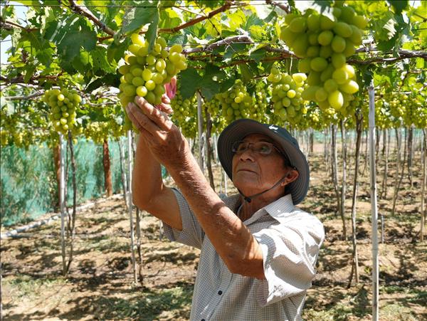 Ứng dụng công nghệ nhằm nâng cao giá trị nông sản, hạn chế tác động môi trường