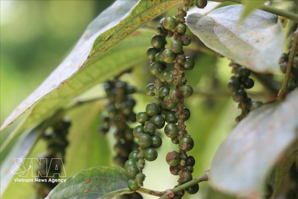 Vietnams pepper exports rebound strongly despite supply and shipping challenges