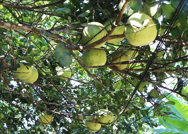 កសិកម្មបច្ចេកវិទ្យាខ្ពស់បង្កើនតម្លៃផលិតផលពិសេសប្រចាំតំបន់នៅខេត្ត ភូ ថ