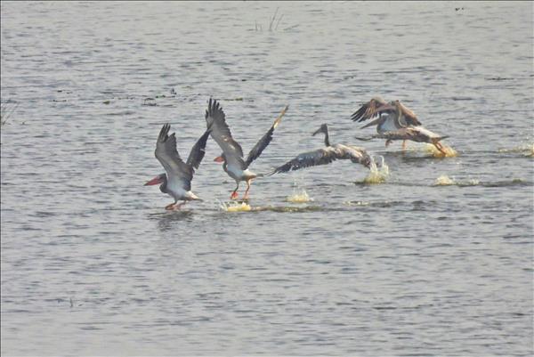 Rare bird returns to Tram Chim National Park