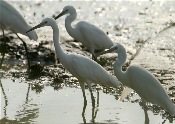 Storks: A Symbol of Can Thos Peaceful Countryside