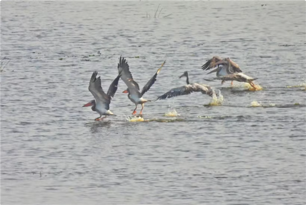 Des pélicans à bec tacheté font leur retour à Tràm Chim après six ans dabsence